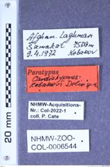 Etiketten zu Cardiohypnus kabakovi (Dolin, 1992) (NHMW-ZOO-COL-0006544)